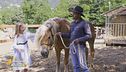 Il linguaggio del cavallo