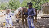 Il linguaggio del cavallo