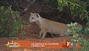 Un animale da scoprire: l'ermellino