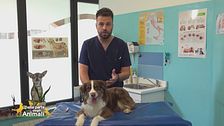 Quando il cane ha la febbre