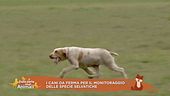 I cani da ferma per il monitoraggio delle specie selvatiche