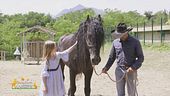 Un cavallo per amico