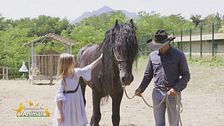 Un cavallo per amico