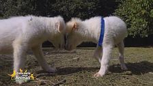 Roby e Pongo