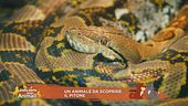 Un animale da scoprire: il pitone