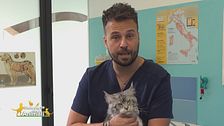 Perché i gatti fanno la pasta?