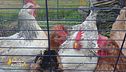 Le galline salvate