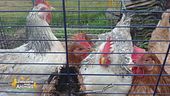 Le galline salvate