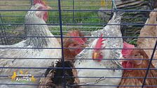 Le galline salvate