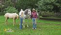 Un cavallo per amico
