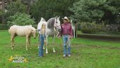 Un cavallo per amico