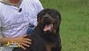 Boy, cagnolone coccoloso