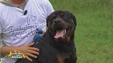Boy, cagnolone coccoloso