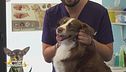 I consigli del veterinario