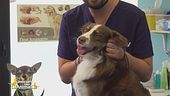 I consigli del veterinario