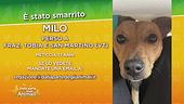Aiutiamo a cercare Milo
