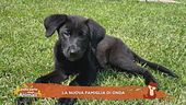 La nuova famiglia di Onda
