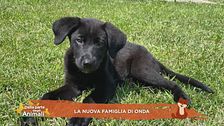 La nuova famiglia di Onda