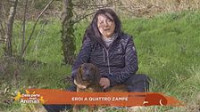 Eroi a quattro zampe