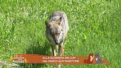 Alla scoperta dei lupi del Parco Alpi Marittime