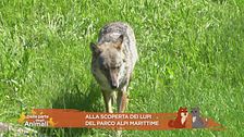 Alla scoperta dei lupi del Parco Alpi Marittime