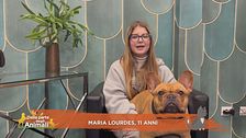 Perchè il mio cane appoggia sempre il suo muso sulla mia mano? Cosa mi vuole dire?