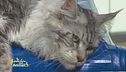 I consigli del veterinario: l'iperestesia felina