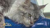 I consigli del veterinario: l'iperestesia felina