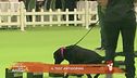 Il doping nel cane