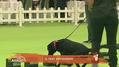Il doping nel cane