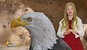 Il significato simbolico dell'aquila