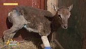 La storia di una cucciola di muflone