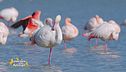 I fenicotteri della laguna di Orbetello