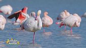 I fenicotteri della laguna di Orbetello