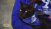 Fred, un gattone di 7 anni