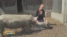 Una grande passione per i maiali
