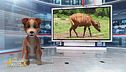 Animali con caratteristiche speciali