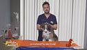 La cataratta nel cane