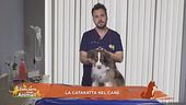 La cataratta nel cane