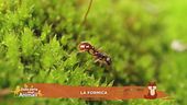 La formica