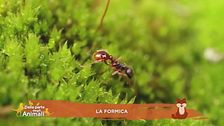 La formica