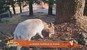 La nuova famiglia di Timon