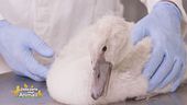 Il cigno