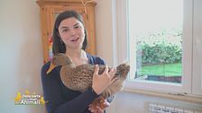 Carlotta la paperotta