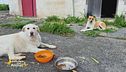 I dolci Sole e Balù