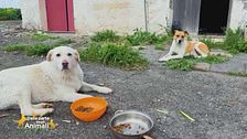 I dolci Sole e Balù