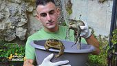 Il salvataggio di alcuni rospi