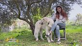 La storia di un'associazione che si occupa di animali