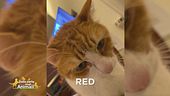 È stato smarrito Red