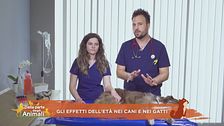 Gli effetti dell'età nei cani e nei gatti